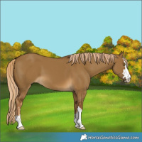 Horse Color:Chocolate Palomino Dun 