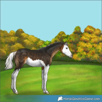 Horse Color:Gray Silver Buckskin Splash 