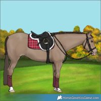 Horse Color:Classic Champagne