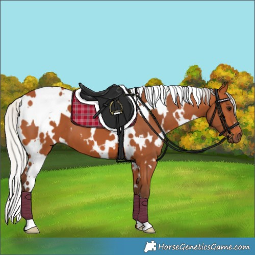 Horse Color:White Spotted Silver Bay 