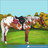 Horse Color:White Spotted Silver Bay 