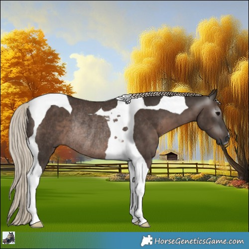 Horse Color:Gray Silver Black Tobiano Rabicano