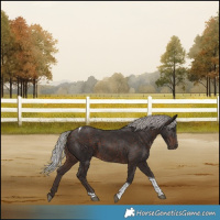 Horse Color:Silver Brown Tobiano 