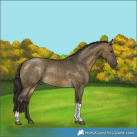 Horse Color:Buckskin Dun Tobiano 