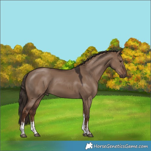 Horse Color:Liver Red Dun Sabino Tobiano 