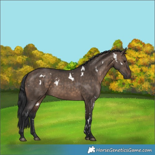 Horse Color:White Spotted Brown Dun 