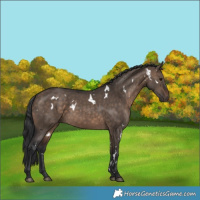 Horse Color:White Spotted Brown Dun 