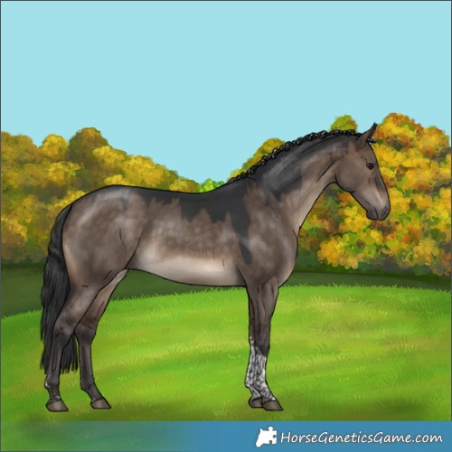 Horse Color:Brown Dun Tobiano 