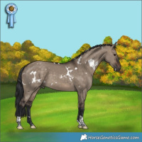 Horse Color:White Spotted Brown Dun Tobiano 