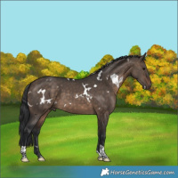 Horse Color:White Spotted Brown Dun Tobiano
