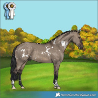 Horse Color:White Spotted Brown Dun Tobiano 