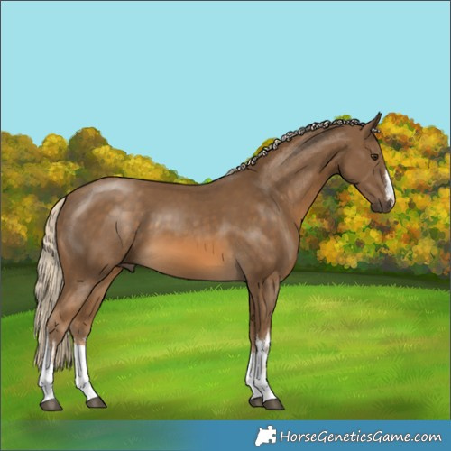 Horse Color:White Spotted Chocolate Palomino 