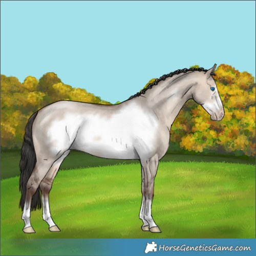 Horse Color:Sable Champagne Dun Frame 