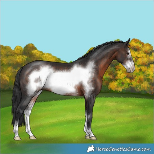 Horse Color:Brown Sabino Frame 