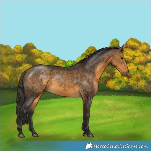 Horse Color:Buckskin 