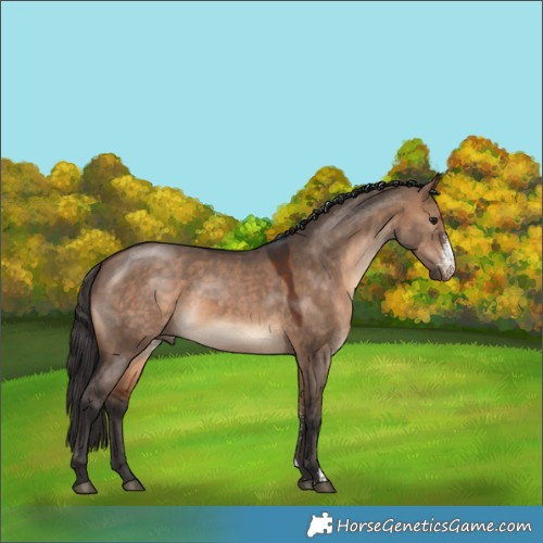 Horse Color:Bay Dun Sabino 