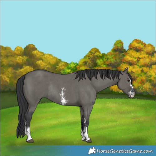 Horse Color:Grullo Sabino Rabicano 