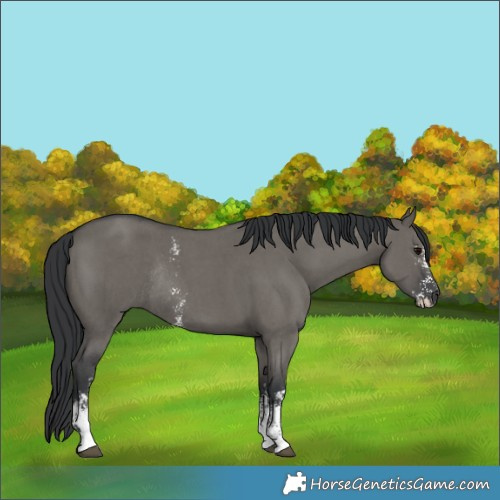 Horse Color:Grullo Sabino Rabicano