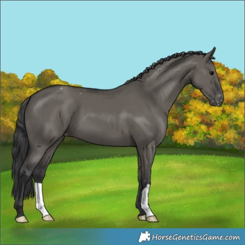 Horse Color:Grullo Appaloosa 