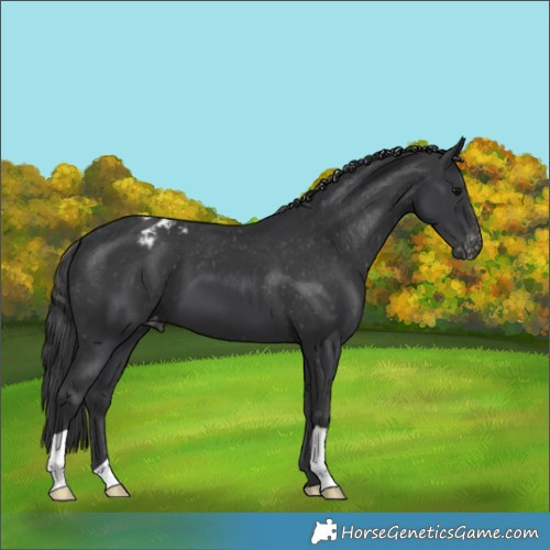 Horse Color:Black Appaloosa 