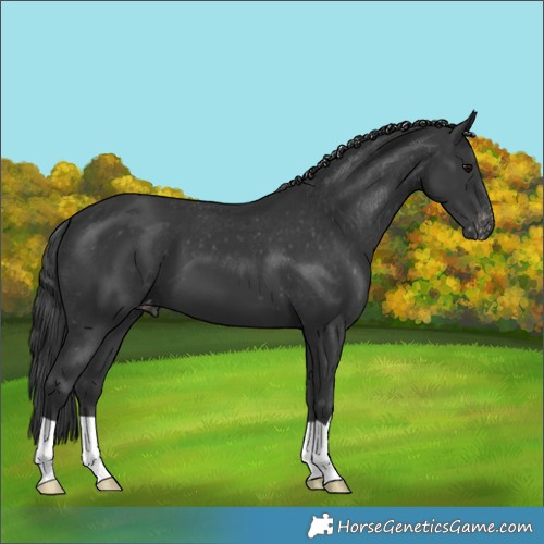 Horse Color:Black Appaloosa 