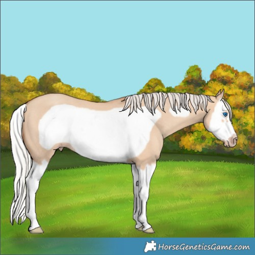 Horse Color:Silver Sable Champagne Dun Splash Frame Rabicano 