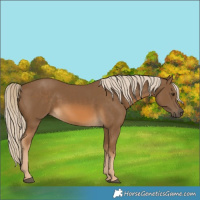 Horse Color:Chocolate Palomino 