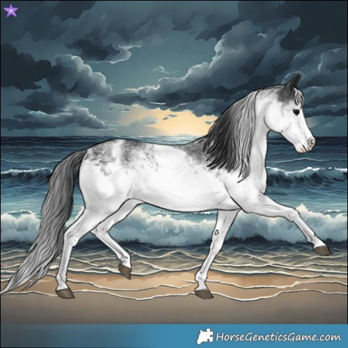 Horse Color:White Spotted Black  and White Spotted Black Splash 