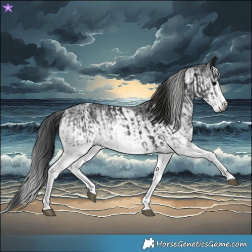 Horse Color:Gray White Spotted Black and Gray White Spotted Black Rabicano