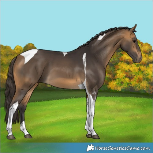 Horse Color:Buckskin Tobiano 