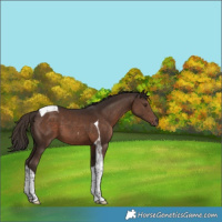 Horse Color:Liver Chestnut Tobiano 