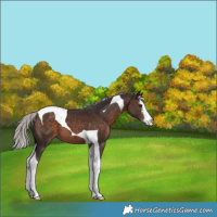 Horse Color:White Spotted Silver Brown Tobiano 