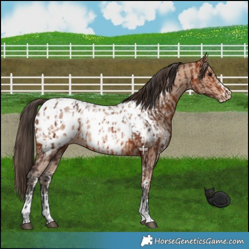 Horse Color:Bay Sabino Near Leopard  and Amber Champagne Sabino Near Leopard 