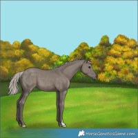 Horse Color:Silver Grullo 