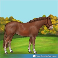 Horse Color:Chestnut 