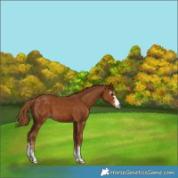 Horse Color:Gray Chestnut 