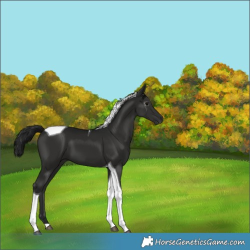 Horse Color:Gray Black Tobiano 