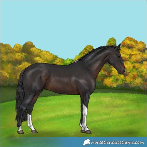 Horse Color:Brown Tobiano 