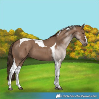 Horse Color:Liver Red Dun Tobiano 