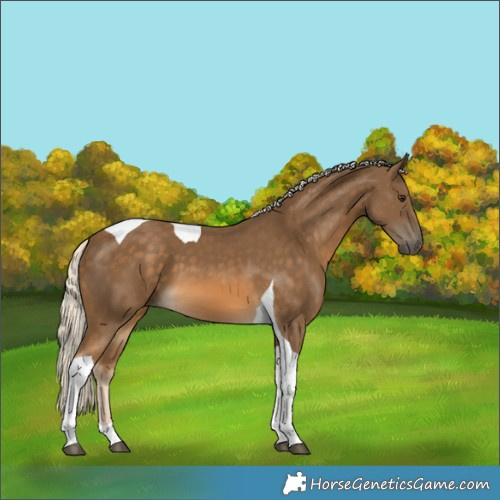 Horse Color:Chocolate Palomino Tobiano 