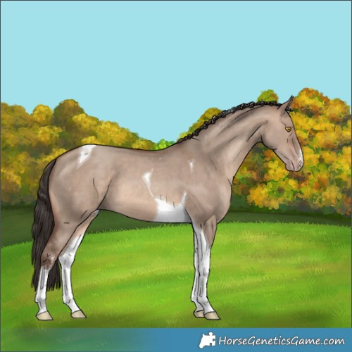 Horse Color:White Spotted Sable Champagne Dun Tobiano 