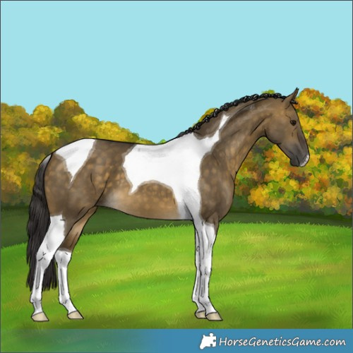 Horse Color:Buckskin Dun Tobiano 