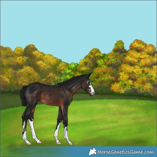 Horse Color:Gray Brown 