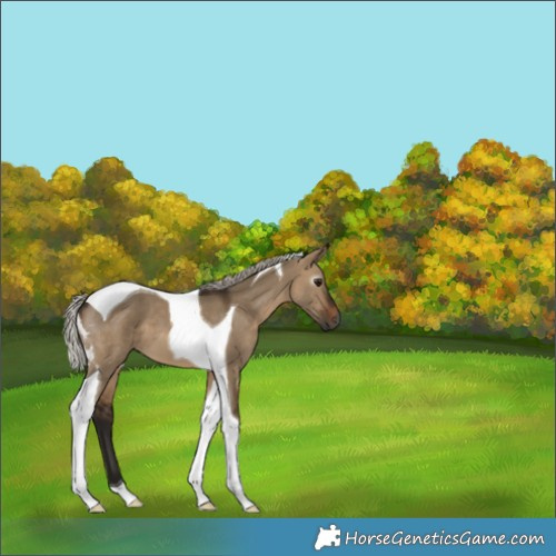 Horse Color:Gray Silver Brown Dun Tobiano 