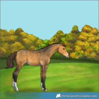 Horse Color:Buckskin 