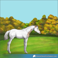 Horse Color:Amber Champagne Splash Tobiano Frame Appaloosa Rabicano