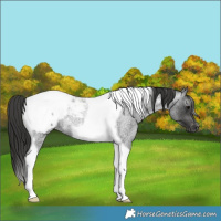 Horse Color:Gray Blue Roan Tobiano Snowcap Rabicano 