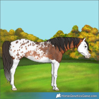 Horse Color:Bay Splash Appaloosa Rabicano