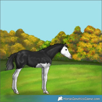 Horse Color:Gray Smoky Black Splash 
