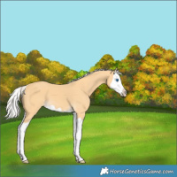 Horse Color:Silver Buckskin Splash